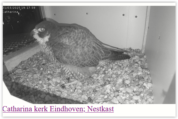 Screen Shot 03-01-25 at 07.18 PM 001