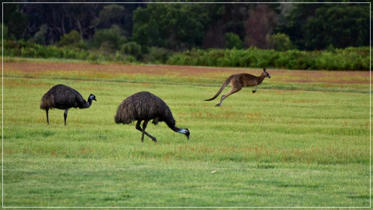Australia (I): toma de contacto - Blogs de Australia - Grampians National Park (31)