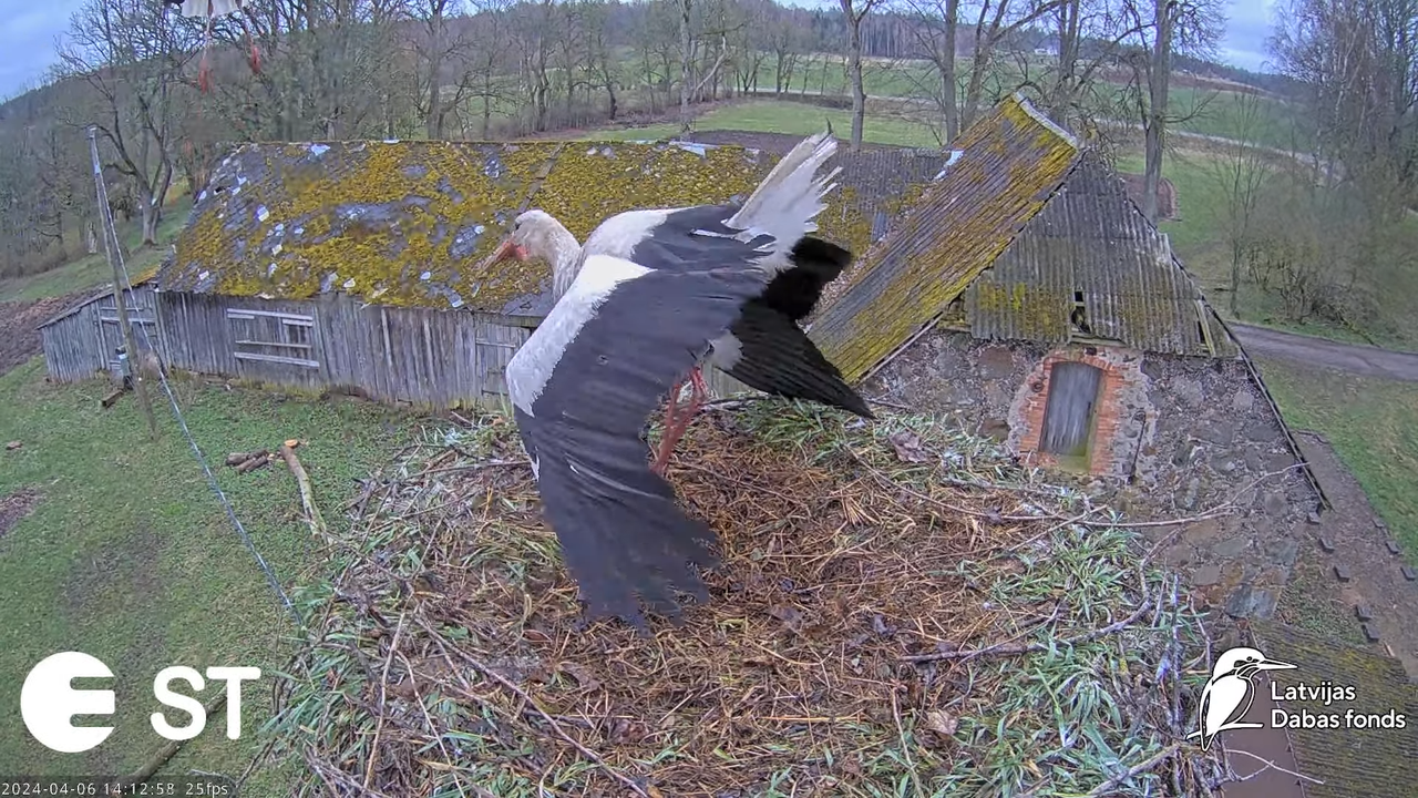 Baltie stārķi (Ciconia ciconia) Tukuma novadā - LDF tiešraide __ White storks in Tukums, Latvia 11-2