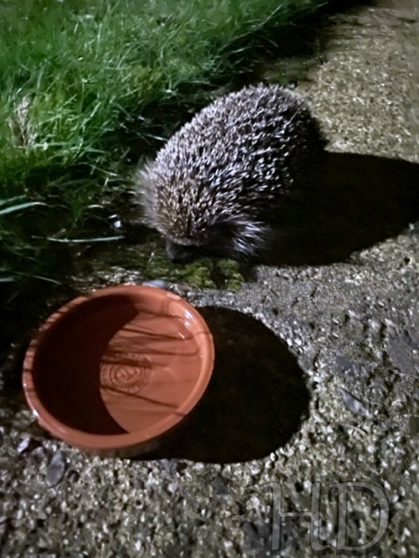 Hedgehog2-28-feb-HD.jpg