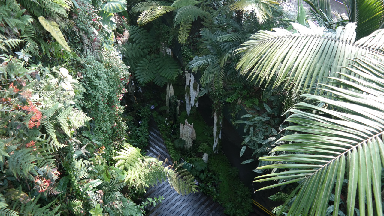 Cloud Forest 39