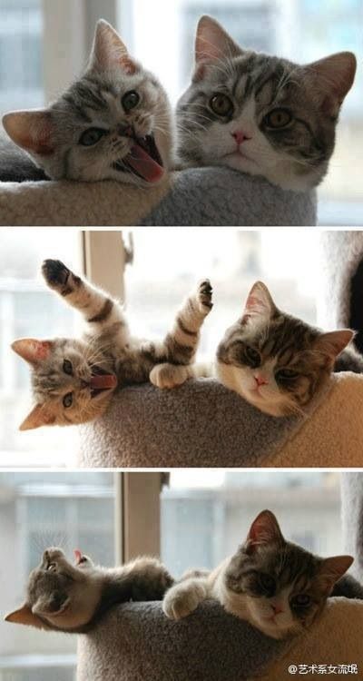Cat Humor #8