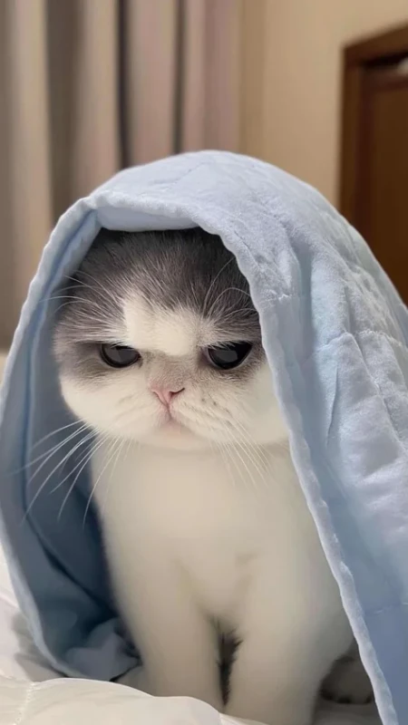 the-most-adorable-cat-photo-i-have-seen-today-v0-cgvvwbdku1ue1.webp