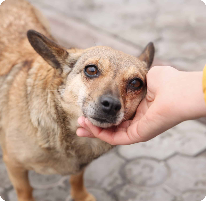 Animal Law