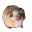 https://i.postimg.cc/Gmsw-qcxb/pugdance.webp