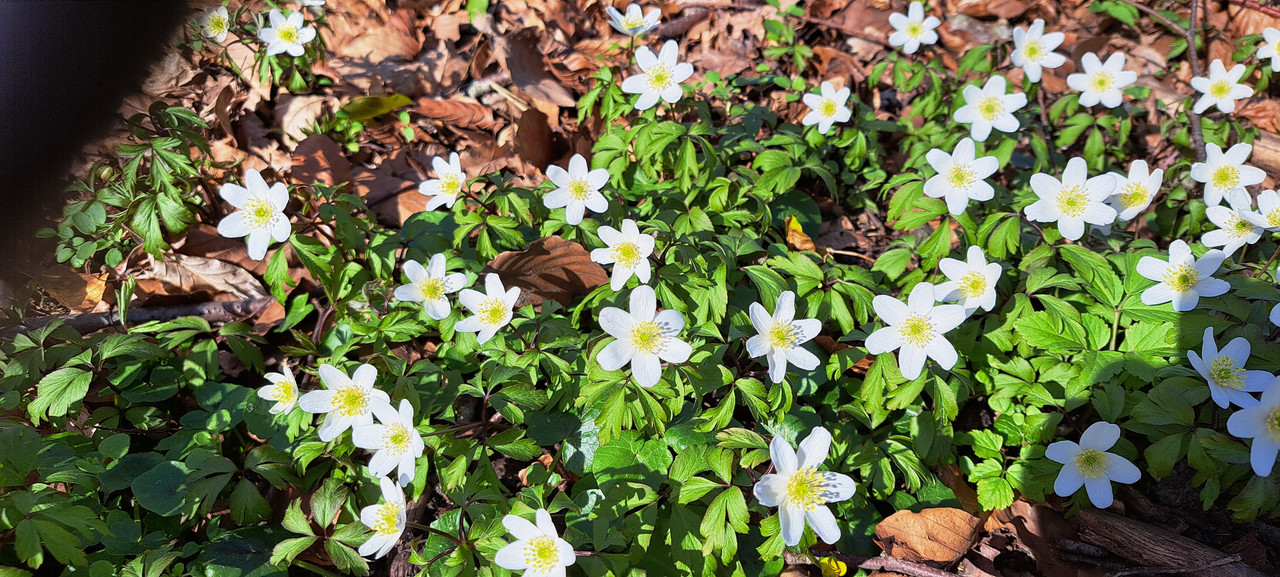 [Afbeelding: 20260320-144349.jpg]