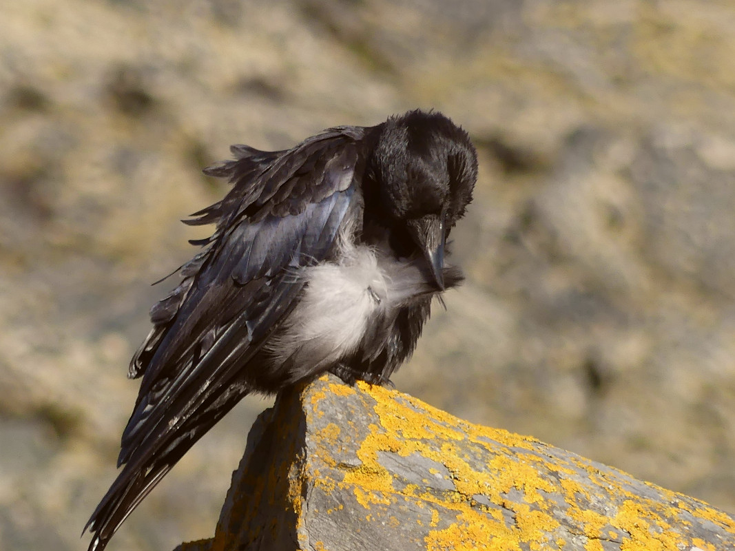 CROW 13 270724