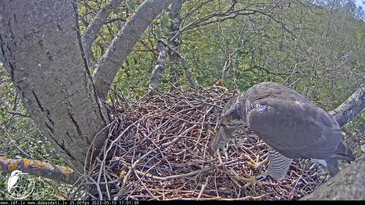 Vistu vanags (Accipiter gentilis) Rīgā - LDF tiešraide __ Goshawks, Riga, Latvia 11-23-9 screenshot
