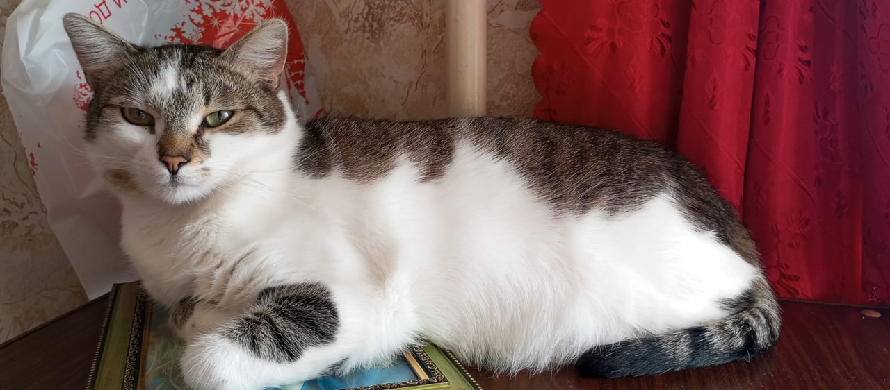 Изображение WhatsApp 2025-03-28 в 19.05.11_6ba239df