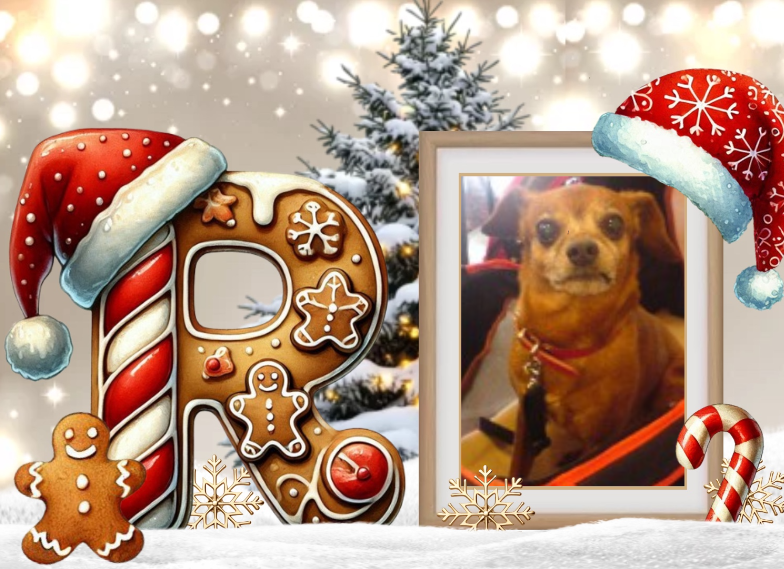 ( a Rintintin Noël 1