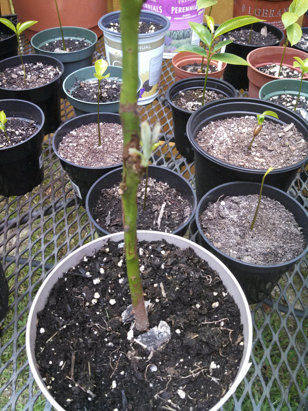 Avocado Graft