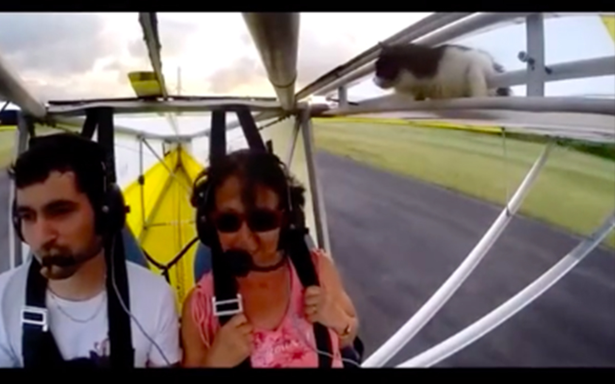 Un gato se volvió viral en TikTok, apareció en ala de un avión ultraligero