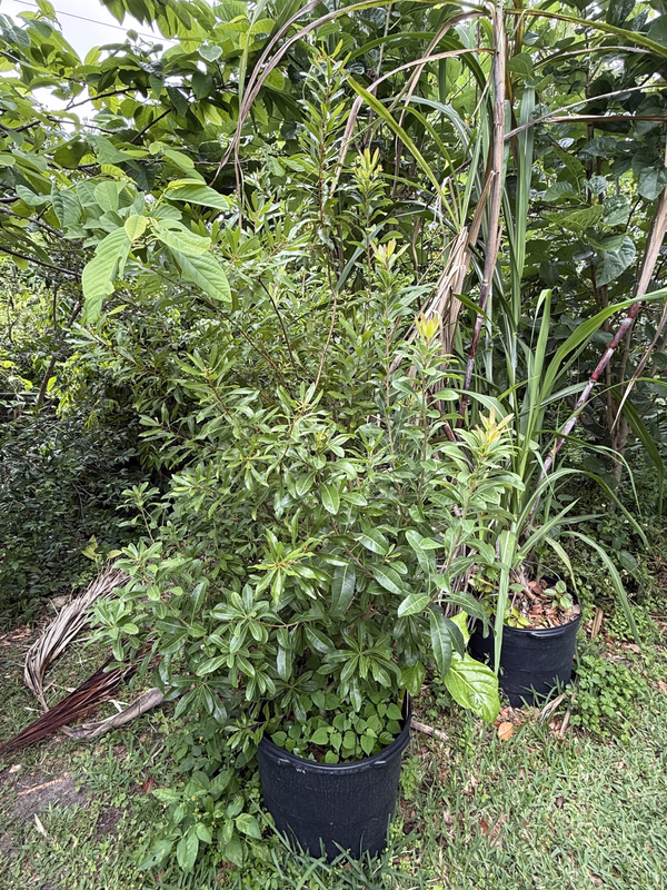 Yangmei Male 426a