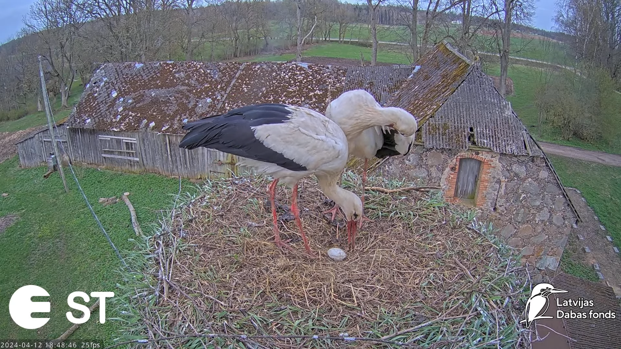 Baltie stārķi (Ciconia ciconia) Tukuma novadā - LDF tiešraide __ White storks in Tukums, Latvia 11-1
