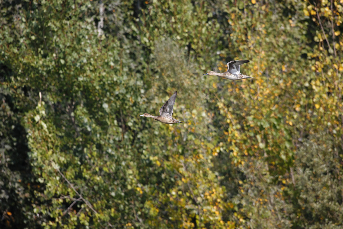 _H0A9002_DxO-2-SharpenAI-Motion