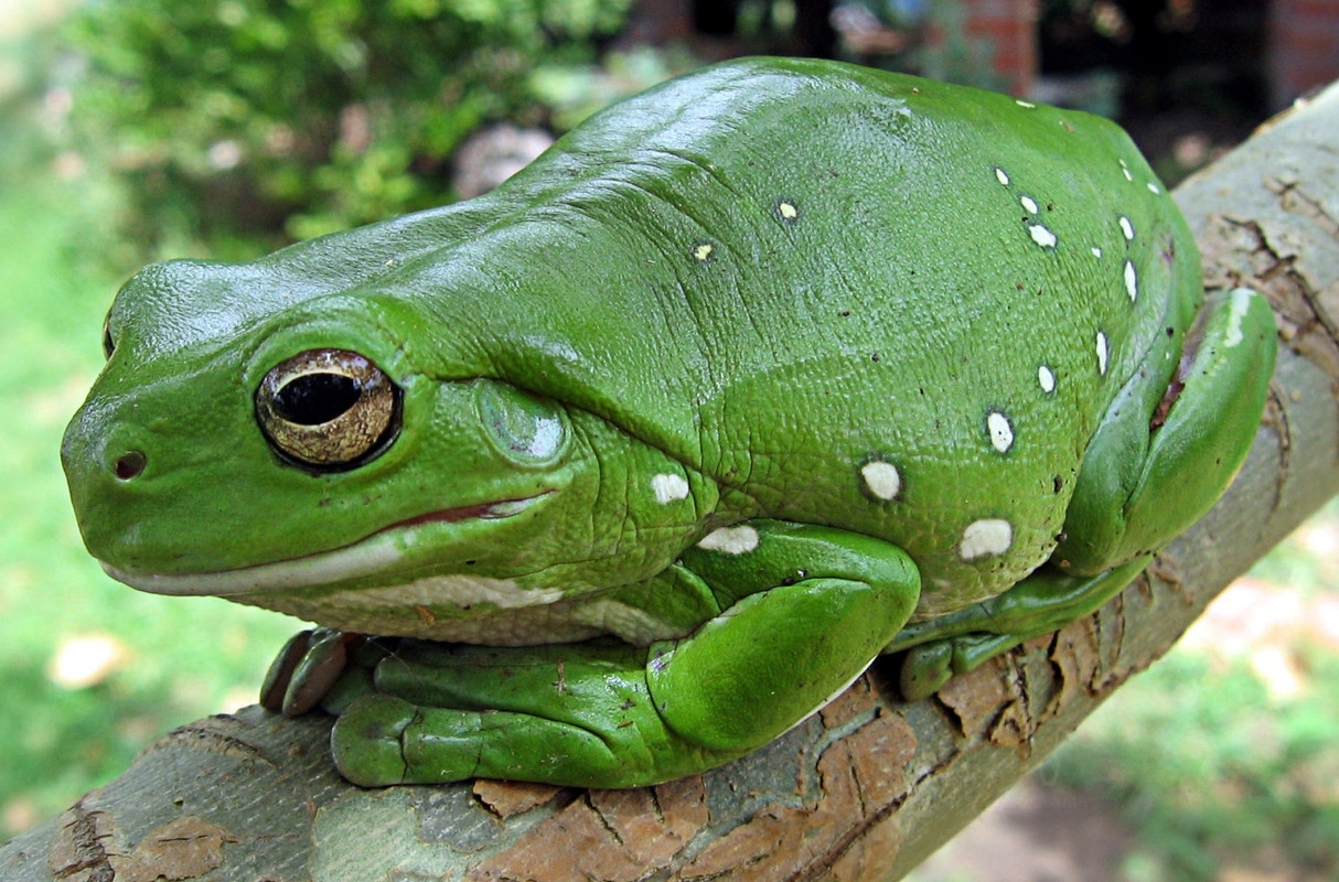 greenfatfrog.jpg