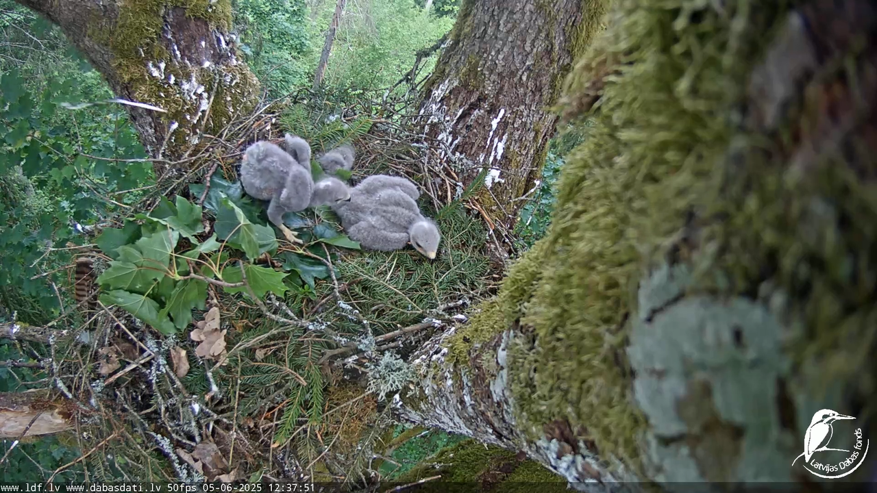Melnās klijas (Milvus migrans) Kurzemē_ peļu klijāni (Buteo buteo) 8-54-6 screenshot
