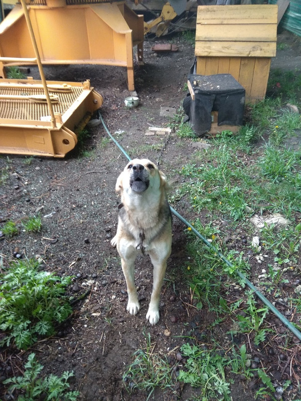 собака с сто1