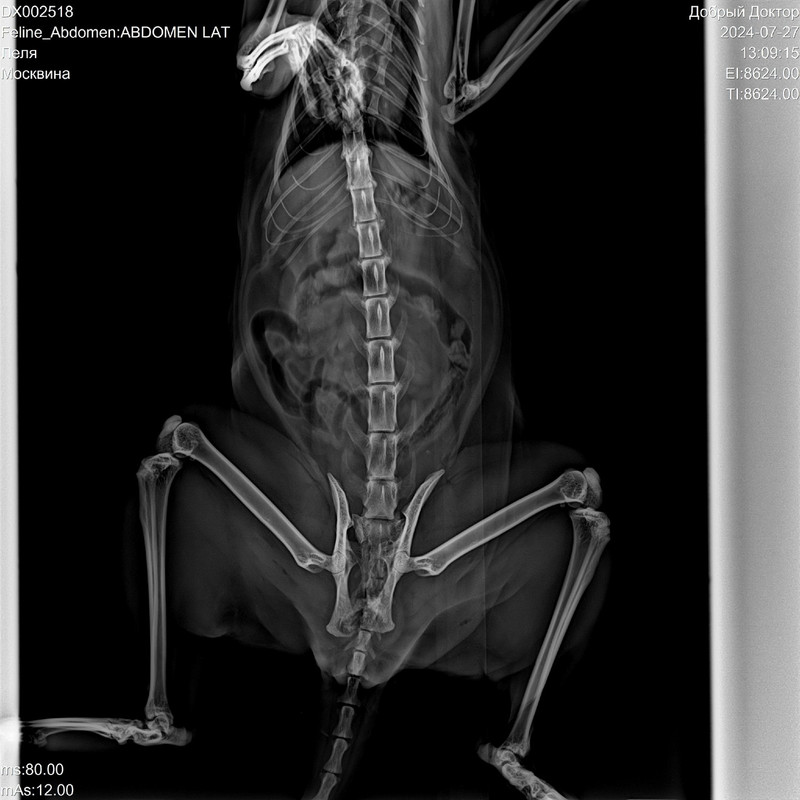 кошка рентген 1