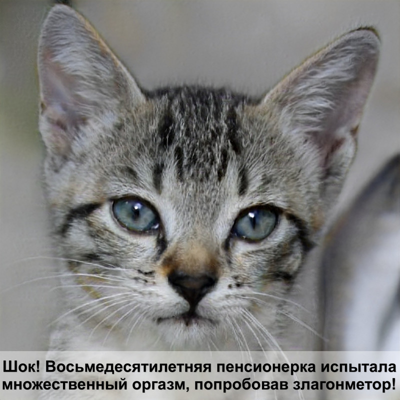 как определить породу кошки