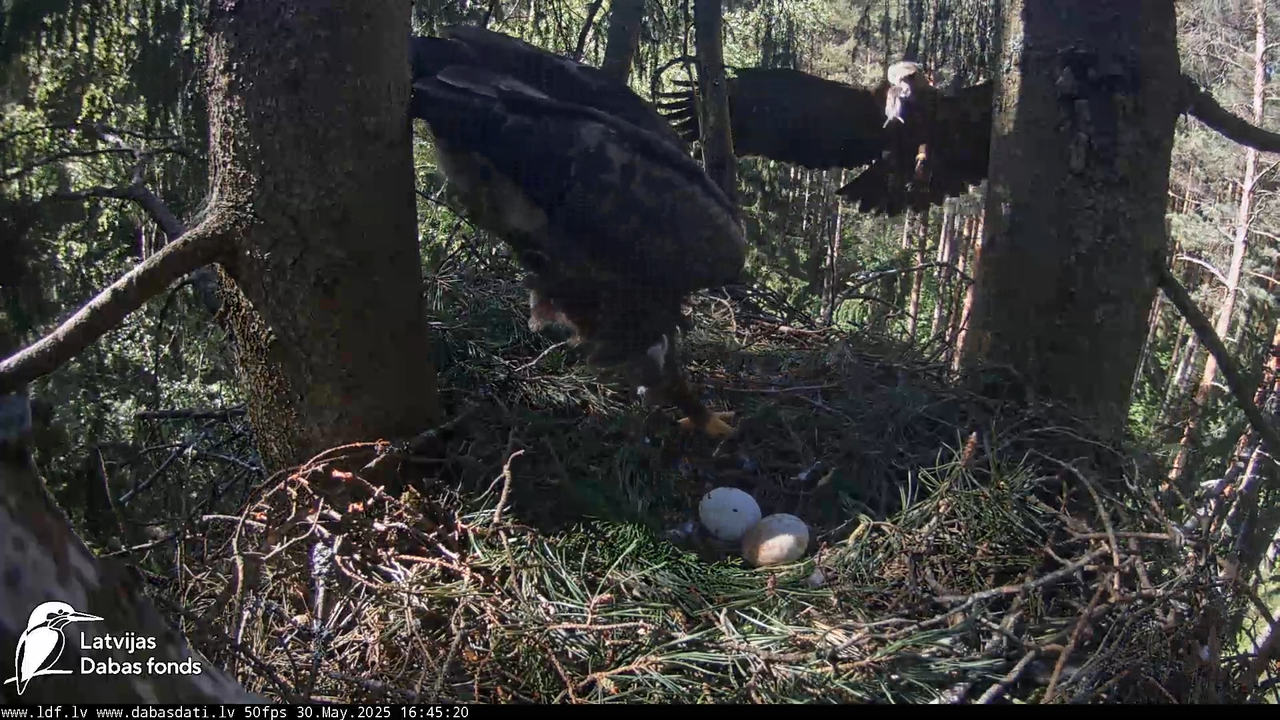 Mazais ērglis (Clanga pomarina), ligzda eglē __ Lesser spotted eagle in spruce, Zemgale, Latvia 13-3