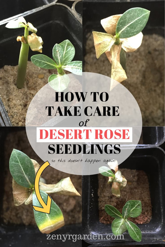 how-to-take-care-of-desert-rose-seedlings.jpg