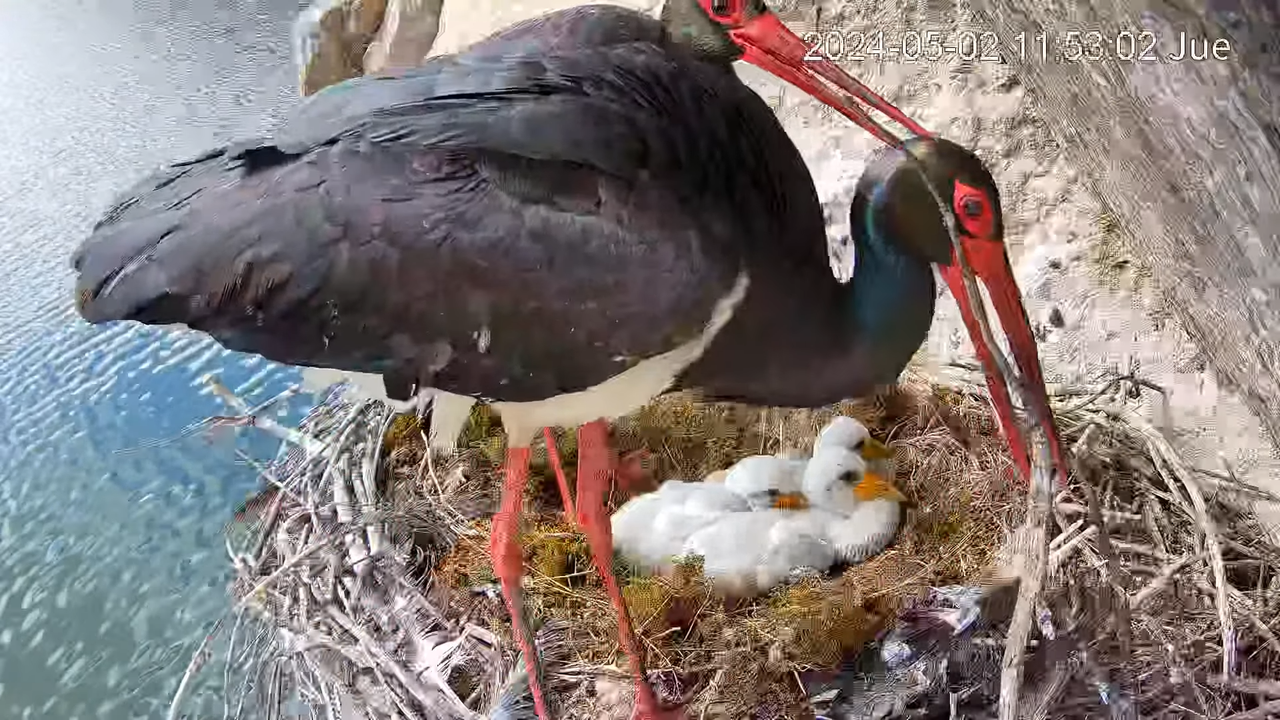 Melnais stārķis Tajo Internacional 2-34-28 screenshot