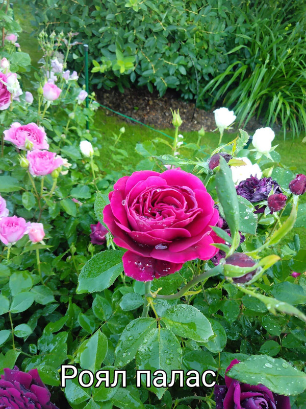IMG_20250306_100401
