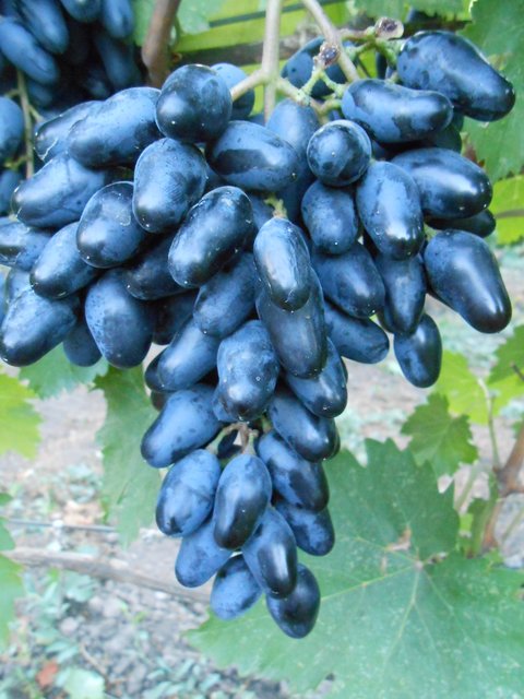 Виноград одесская. Одесский черный сорт винограда. Виноград Одесский сувенир. Виноград Ведьмины пальцы чей сорт.