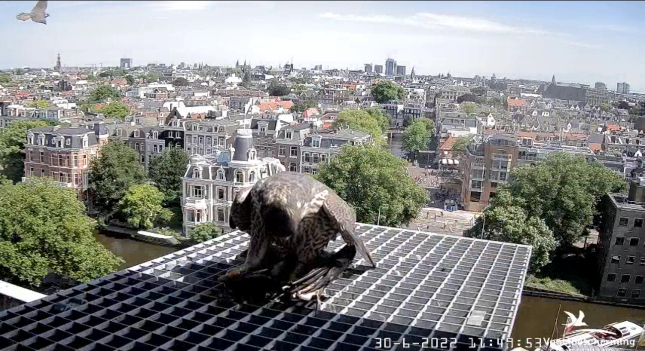 Amsterdam/Rijksmuseum screenshots © Beleef de Lente/Vogelbescherming Nederland - Pagina 35 Video-2022-06-30-115338-Moment-2