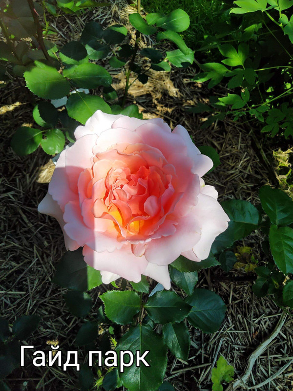 IMG_20250306_095136