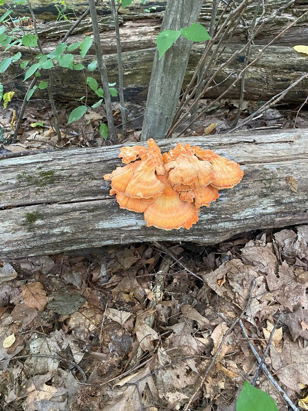 Spring Edible mushroom thread, share you mushroom pictures - Spring ...