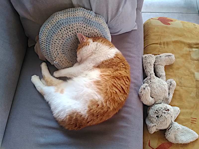 Chat endormi sur le canapé, un lapin en peluche à ses côtés