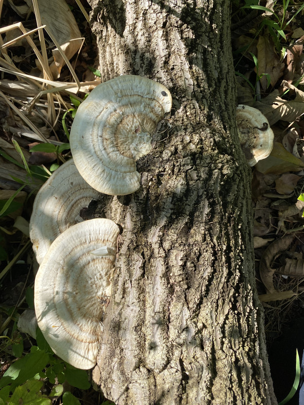 Reishi12021
