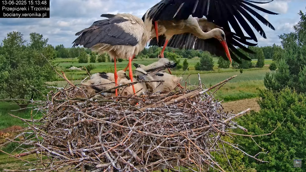 13062025bociany39
