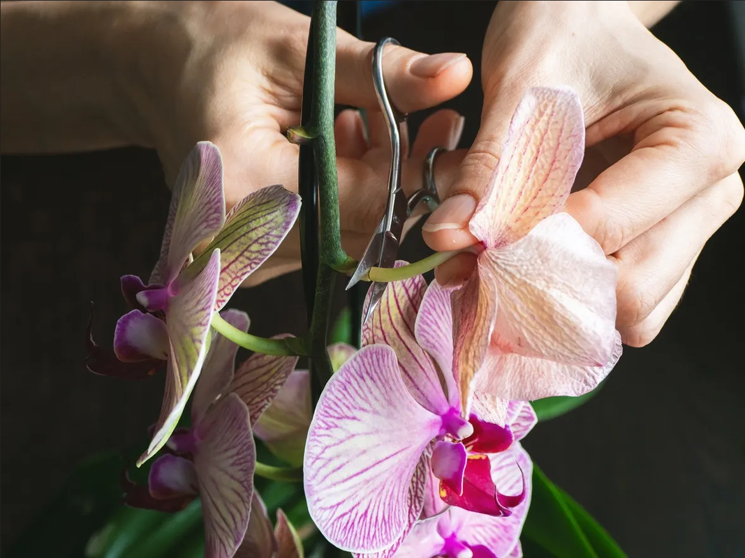¿Cómo puedo revivir mi orquídea?
