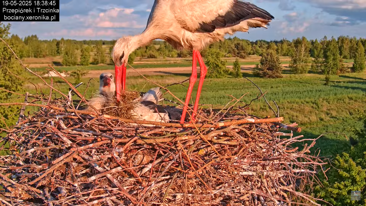 19052025bociany28