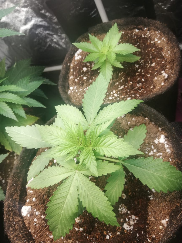 WhatsApp Image 2020-06-30 at 10.56.17 AM