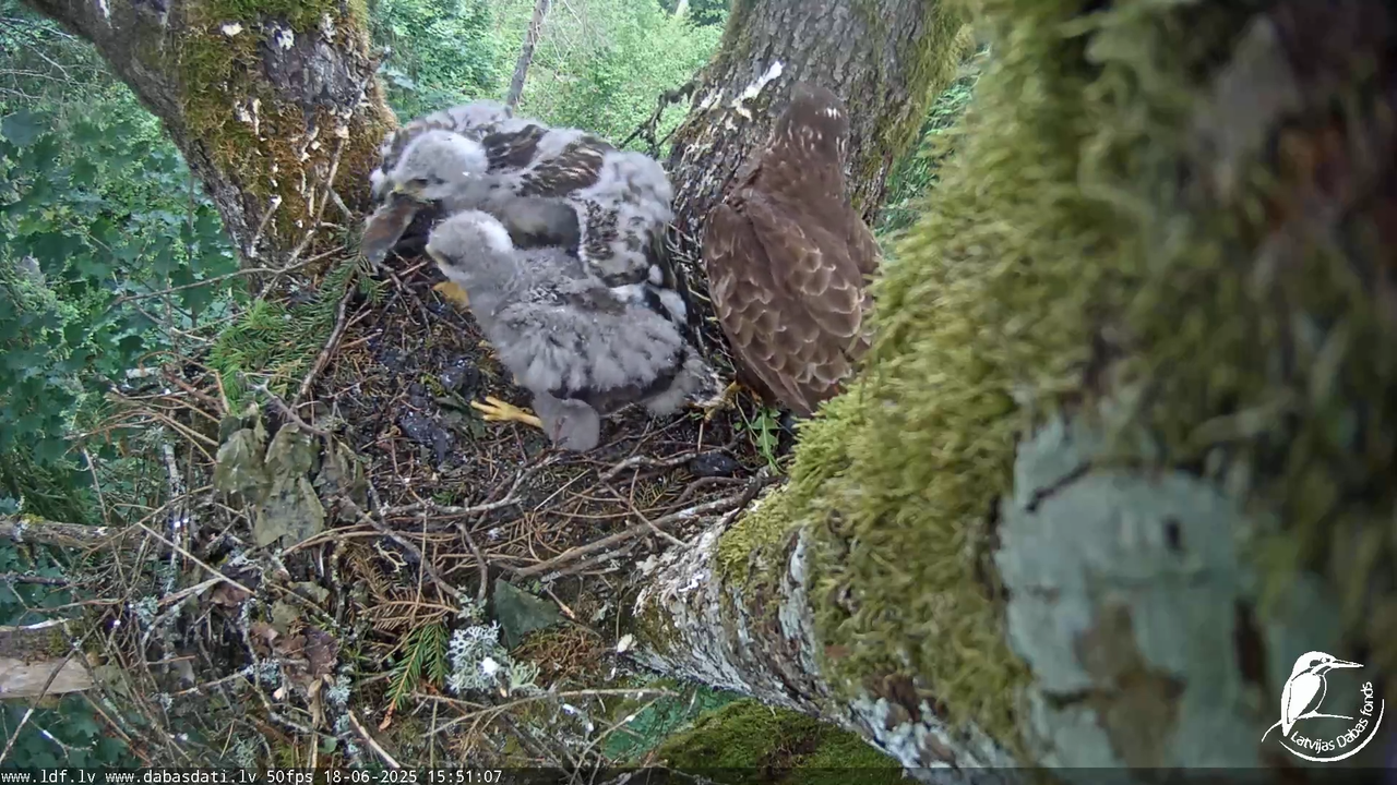 Melnās klijas (Milvus migrans) Kurzemē_ peļu klijāni (Buteo buteo) 11-30-49 screenshot