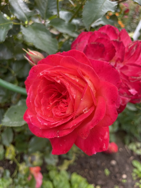 https://i.postimg.cc/Gp9LnZ2d/IMG-0139.jpg