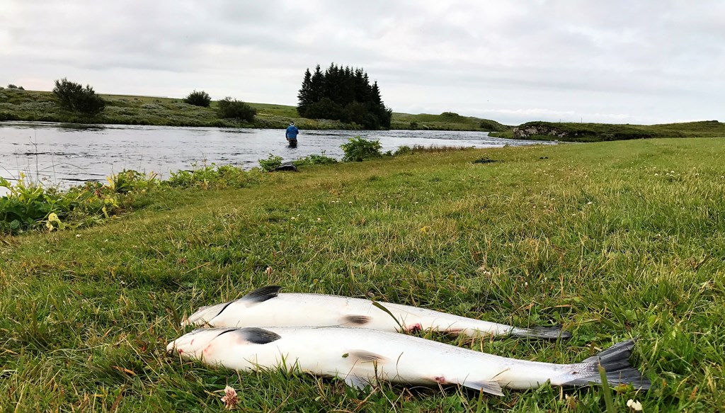 WEST RANGA, AUGUST 1-3, 2017. PHOTO THORSTEINN OLAFS (81)