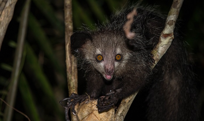 Aye-aye adalah makhluk aneh yang hidup di Madagaskar.