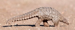 pangolincorona-1024.jpg