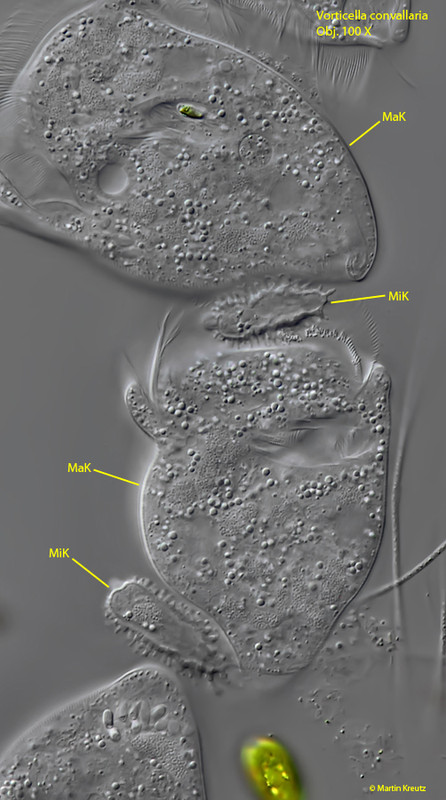 Vorticellaconvallaria-P3032157 Kopie