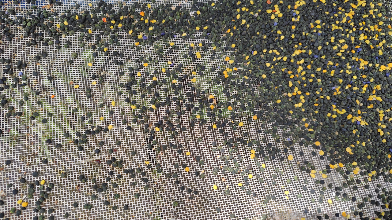 IMG 20230611 130620227