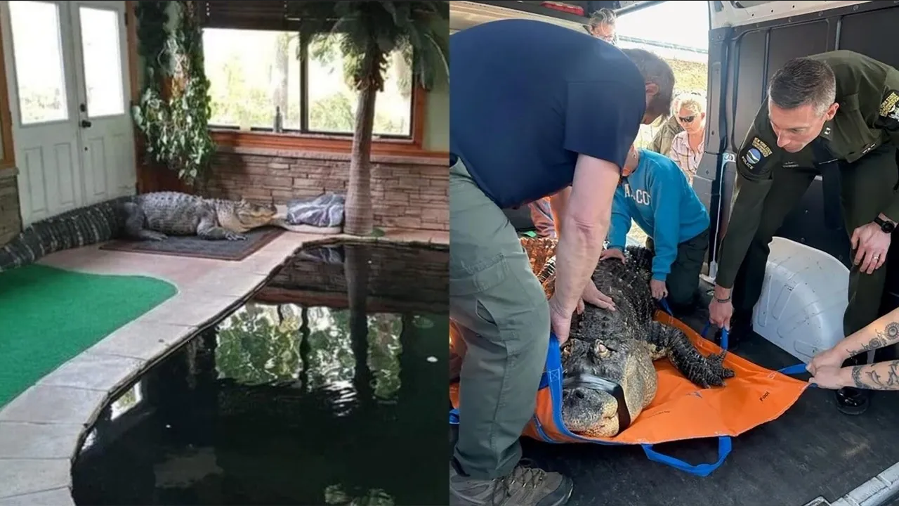 Caimán gigante causa controversia en Nueva York: ¿Mascota o peligro público?