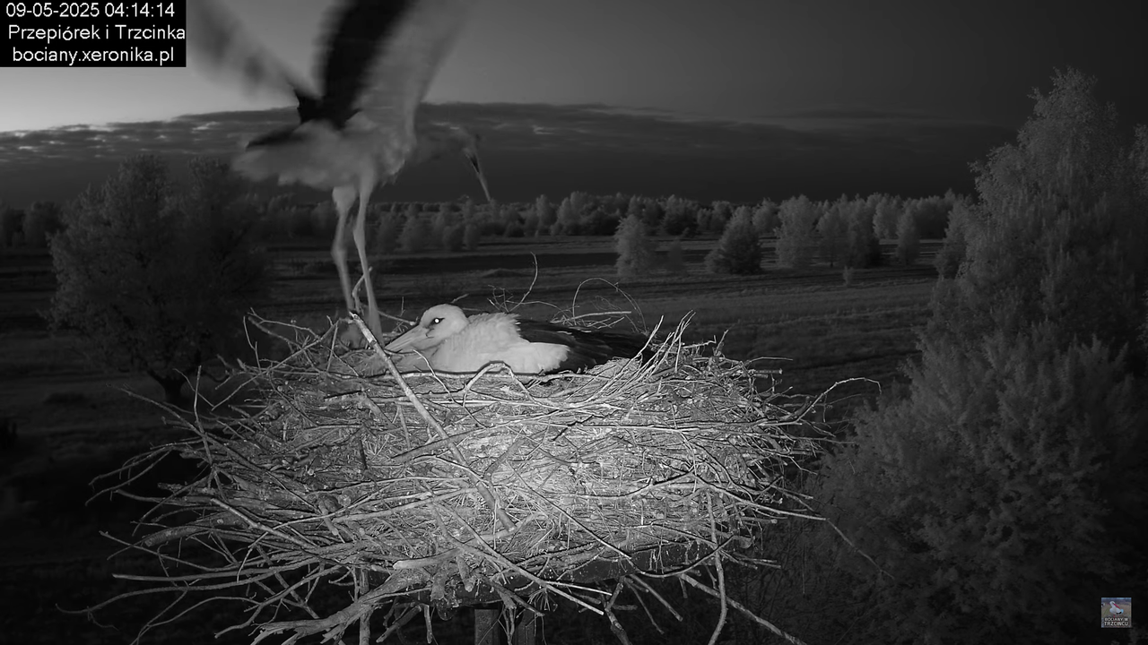 09052025bociany3