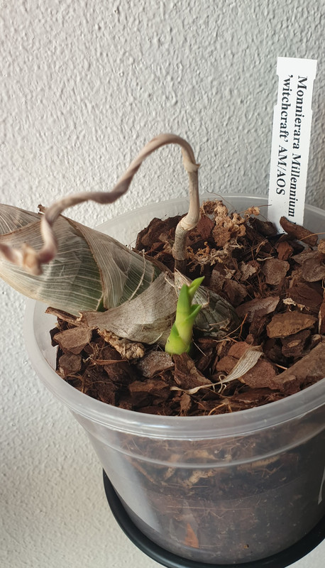 164619975_447086916399041_7059959525041174683_n