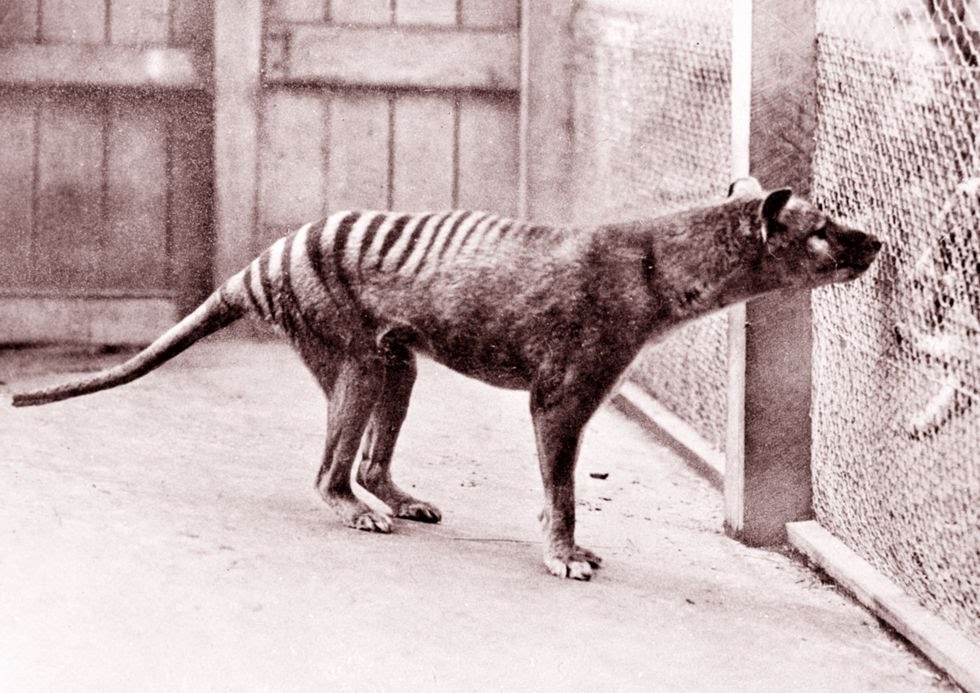 now-extinct-tasmanian-tiger-in-hobart-zoo-tasmania-news-photo-1607465288.jpg