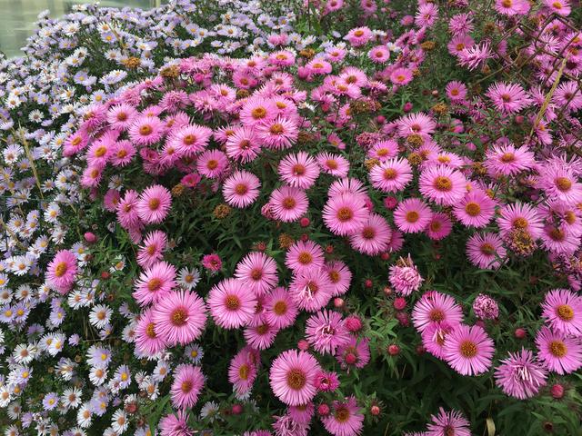 5_C192_E90-_D66_A-4_F33-8_AAB-_E4_A85_B8